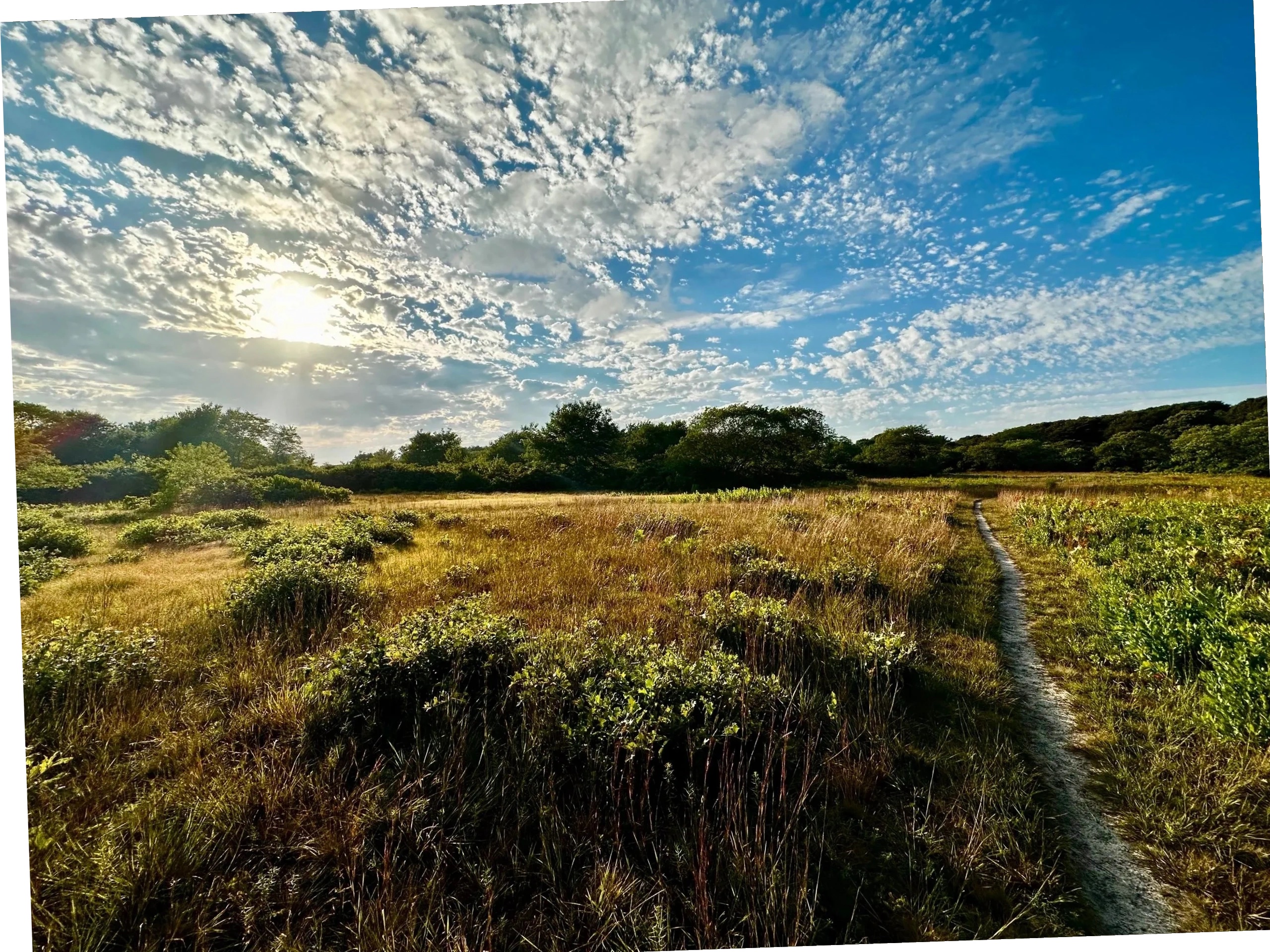 A narrow sand path cutting through open moorland and scrub under a wide sky.